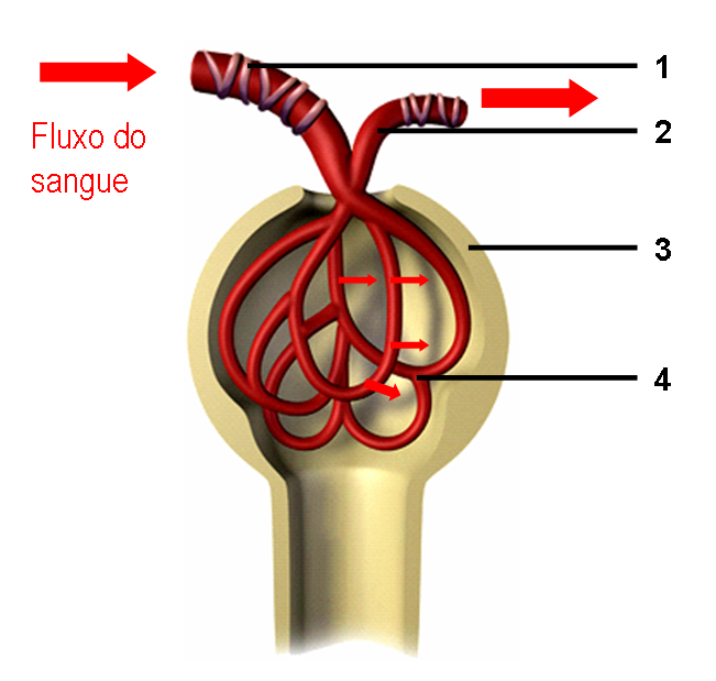 corpúsculo renal