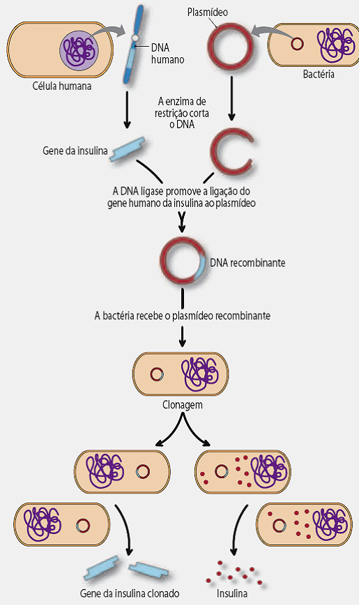 Dna Recombinante; Genes Spliced