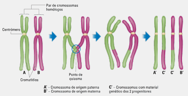 Escola Biologia Redu O Do Numero De Cromossomos